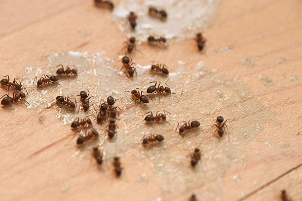 Best Mosquito Control Services  in Rossmoyne, OH