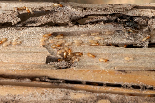 Best Commercial Pest Control Services  in Rossmoyne, OH